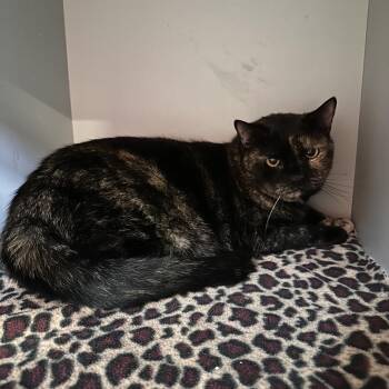 Rain -  Domestic Short Hair Cat for Adoption in Sarasota, Florida - Rain | PetCurious