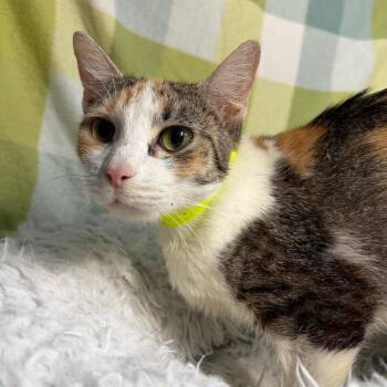 Domestic Short Hair Cats Available for Adoption - Confetti | PetCurious