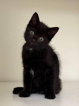 Domestic Short Hair Cats Available for Adoption in Syosset, New York - Bonnie | PetCurious