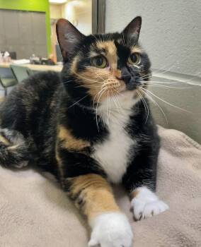 Maze -  Domestic Short Hair Cat for Adoption in Jackson, Michigan - Maze | PetCurious