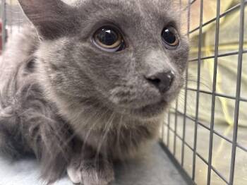 Domestic Long Hair Cats Available for Adoption in Las Vegas, Nevada - NICKEL | PetCurious