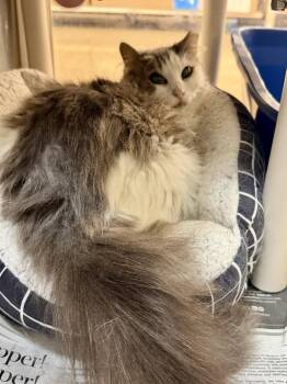 Jamie -  Domestic Medium Hair Cat for Adoption in Herndon, Virginia - Jamie | PetCurious