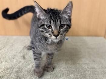 Domestic Short Hair Cats Available for Adoption - MARSHMALLOW | PetCurious