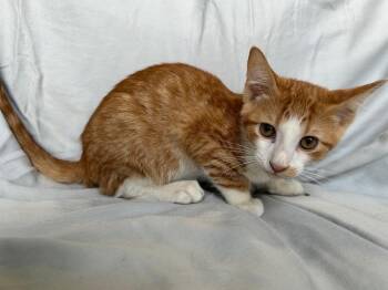 Pepper Jack -  Domestic Short Hair Cat for Adoption in Corpus Christi, Texas - Pepper Jack | PetCurious