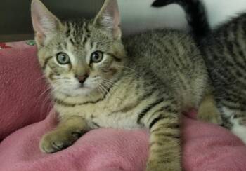 Tabby Kitten (cc 7214) -  Domestic Short Hair Cat for Adoption in West Orange, New Jersey - Tabby Kitten (cc 7214) | PetCurious
