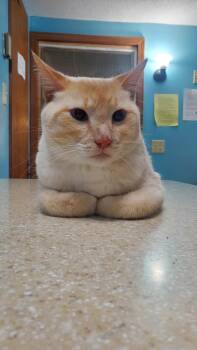 Mr Furley -  Domestic Short Hair Cat Available for Adoption in Hutchinson, Minnesota - Mr Furley | PetCurious