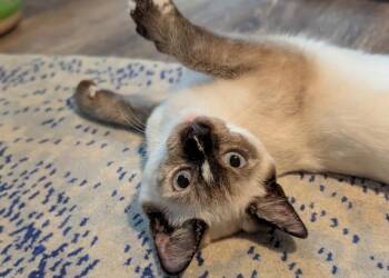 Frankie -  Domestic Short Hair and Siamese Cat for Adoption in Silver Spring, Maryland - Frankie | PetCurious