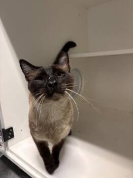 Siamese Cats Available for Adoption in Fort Collins, Colorado - Honey Bear | PetCurious