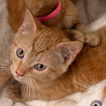 Woody -  Domestic Short Hair Cat for Adoption in Evansville, Indiana - Woody | PetCurious