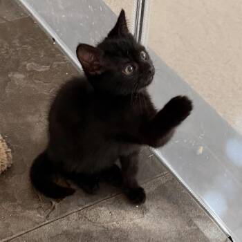 Domestic Short Hair Cats Available for Adoption in Bel Air, Maryland - Fritter | PetCurious