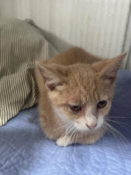 Cosmo -  Domestic Medium Hair Cat for Adoption in Kell, Illinois - Cosmo | PetCurious