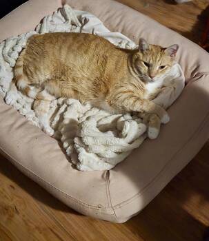 Finnigan -  American Shorthair Cat for Adoption in Loganville, Georgia - Finnigan | PetCurious