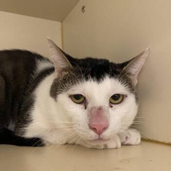 Maury -  Domestic Short Hair Cat for Adoption in Dayton, Ohio - Maury | PetCurious
