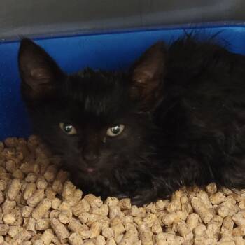 Rescue Domestic Short Hair Cats for Adoption in Ruckersville, Virginia - Spirit | PetCurious