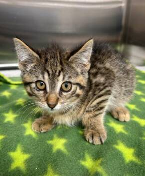 Wilma -  Domestic Short Hair Cat for Adoption in Westland, Michigan - Wilma | PetCurious