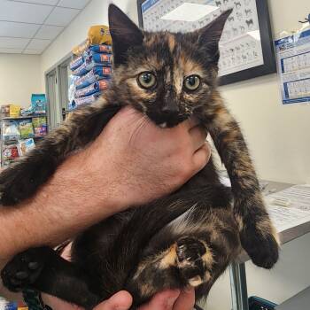 Rescue Domestic Short Hair Cats for Adoption in Galax, Virginia - Gizmo | PetCurious