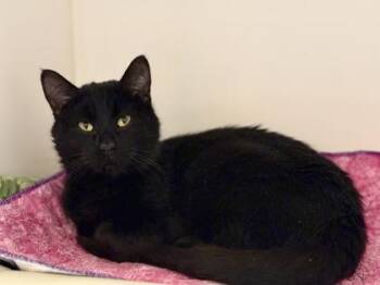 Domestic Short Hair Cats Available for Adoption in Downers Grove, Illinois - Jicama | PetCurious