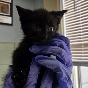 Asterix -  Domestic Short Hair Cat for Adoption in West Olive, Michigan - Asterix | PetCurious