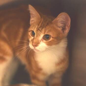 Sunkist (Petsmart Belleville) -  Domestic Short Hair Cat for Adoption in Belleville, Illinois - Sunkist (Petsmart Belleville) | PetCurious