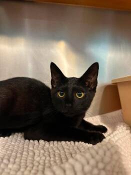 Pepper -  Domestic Short Hair Cat for Adoption in Wilmington, North Carolina - Pepper | PetCurious