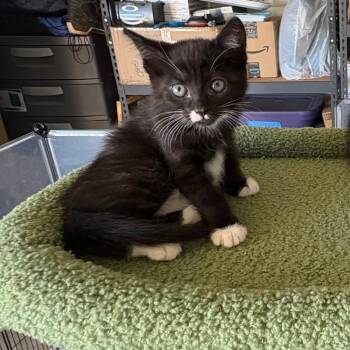 Lily -  Domestic Short Hair Cat for Adoption in Washougal, Washington - Lily | PetCurious