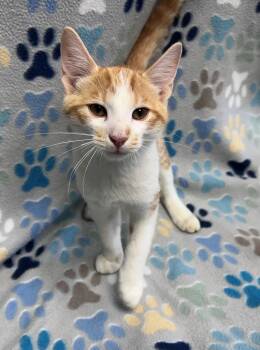 Otis -  Domestic Short Hair Cat for Adoption in Edinburg, Virginia - Otis | PetCurious
