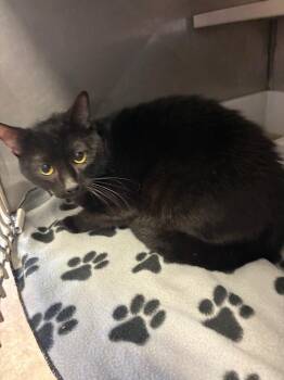 Captain -  Domestic Short Hair Cat for Adoption in Bossier City, Louisiana - Captain | PetCurious