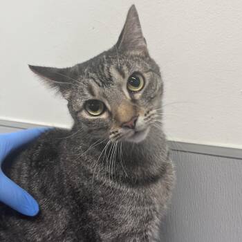 Chickpea -  Domestic Short Hair Cat for Adoption in Tampa, Florida - Chickpea | PetCurious