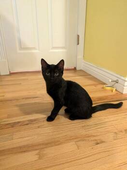 Boo -  Domestic Short Hair Cat for Adoption in Aurora, Colorado - Boo | PetCurious