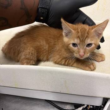 IVHS-A-142077 -  Domestic Short Hair Cat for Adoption in San Gabriel, California - IVHS-A-142077 | PetCurious