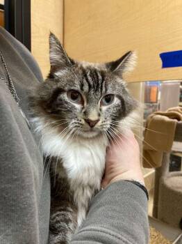 Siamese and Tabby Cats Available for Adoption - Benji | PetCurious