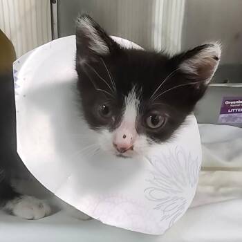 Chappie -  Domestic Short Hair Cat for Adoption in Manhattan, Kansas - Chappie | PetCurious