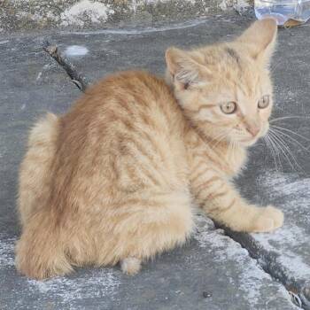 Domestic Short Hair Cats Available for Adoption - EVIEE | PetCurious