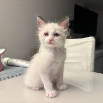 Lion -  Domestic Short Hair Cat for Adoption in Guaynabo, Guaynabo - Lion | PetCurious