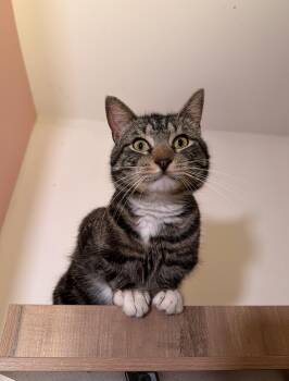 Tabby Cats Available for Adoption in New York, New York - WOODY | PetCurious