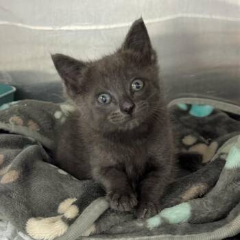 Salome -  Domestic Short Hair Cat Available for Adoption in Beaumont, Texas - Salome | PetCurious