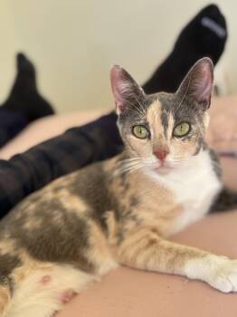 Mrs Doubtfire -  Domestic Short Hair Cat for Adoption in Tucson, Arizona - Mrs Doubtfire | PetCurious
