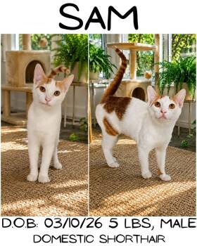 Sam -  Domestic Short Hair Cat for Adoption in Albany, Georgia - Sam | PetCurious