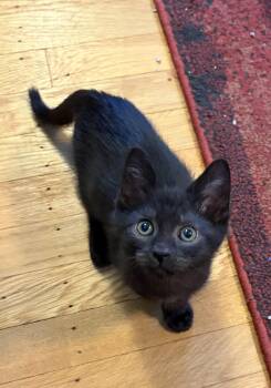 Oliver -  Domestic Short Hair Cat for Adoption in Washington Township, New Jersey - Oliver | PetCurious