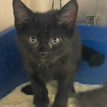 Rescue Domestic Medium Hair Cats for Adoption in Kingman, Kansas - Vee | PetCurious