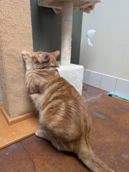 Domestic Short Hair Cats Available for Adoption in Salinas, California - Henry | PetCurious