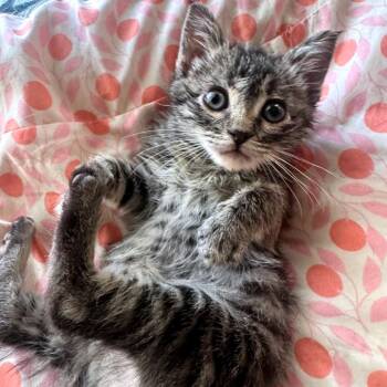 Eichel 54190 -  Domestic Short Hair Cat for Adoption in Las Vegas, Nevada - Eichel 54190 | PetCurious