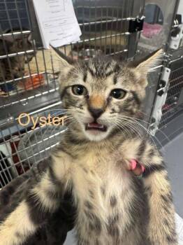 Domestic Short Hair Cats Available for Adoption in Hilton Head Island, South Carolina - Oyster | PetCurious