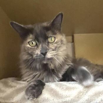Harvest Moon 52932 -  Domestic Medium Hair Cat for Adoption in Las Vegas, Nevada - Harvest Moon 52932 | PetCurious