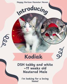 Domestic Medium Hair Cats Available for Adoption - Kodiak | PetCurious
