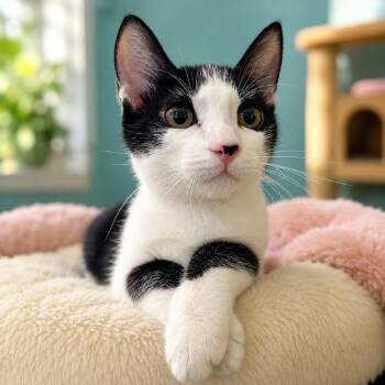 Garret (Franchesco) -  Domestic Short Hair Cat for Adoption in Guaynabo, Guaynabo - Garret (Franchesco) | PetCurious