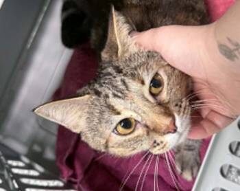 chalupo -  Domestic Short Hair Cat for Adoption in Waverly, Tennessee - Chalupo | PetCurious