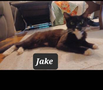 Rescue Domestic Short Hair Cats for Adoption in Nashville, Tennessee - Jake - Freedom Farm | PetCurious