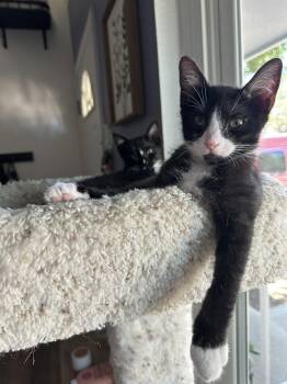 Moondance -  Domestic Short Hair and Tuxedo Cat for Adoption in Denver, Colorado - Moondance | PetCurious