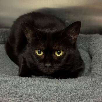 Kiki -  Domestic Short Hair Cat for Adoption in Los Angeles, California - Kiki | PetCurious